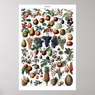 Antikes französisches Vintage-Fruchtposter Poster
