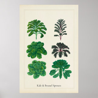 Antikes kulinarisches botanisches Kunstblatt Kohl  Poster