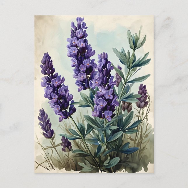 Antikes Lavendel Postkarte (Vorderseite)