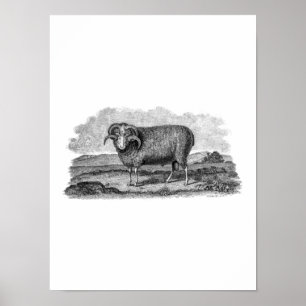 Antikes Merino-Schaf-Widder-Lamm-Schablone 1800er Poster