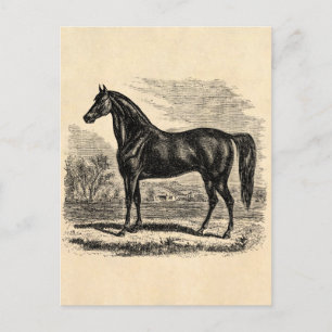 Antikes Pferd 1800er Jahre - Morgan Reitvorlage Postkarte