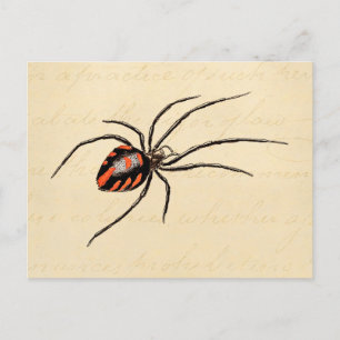 Antikes Schablonenmotiv Schwarze rote Spinne Spinn Postkarte