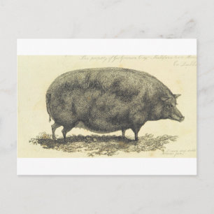 Antikes Schwein-Radierung mit Textkarte Postkarte