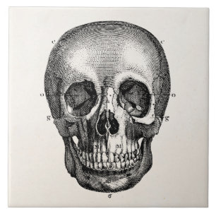 Antikes Totenkopf Retro Schädel Skelett 19. Jahrhu Fliese
