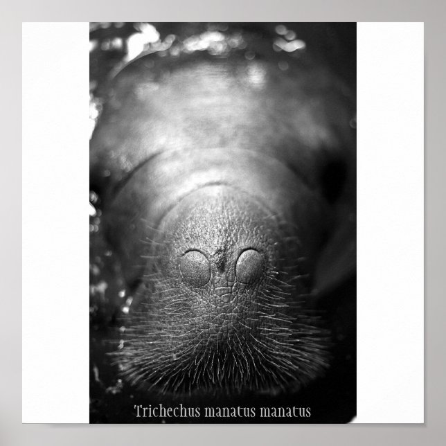 Antillean Manatee Poster (Vorne)