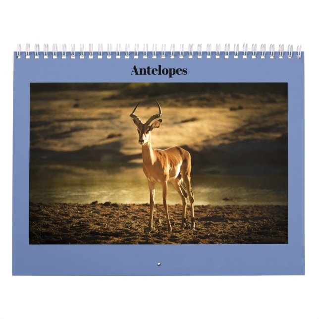 Antilopen Kalender (Titelbild)