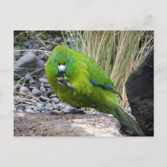 Antipodes Island Parakeet Postkarte (Vorderseite)