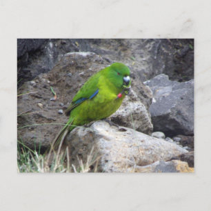 Antipodes Island Parakeet Postkarte
