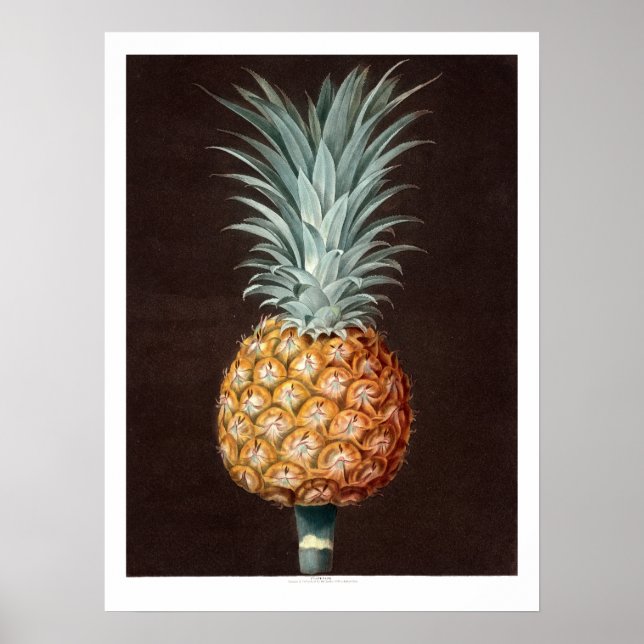 Antique 1807 Pineapple Botanical Illustration Poster (Vorne)