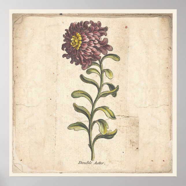 Antique affiche d'impression botanique Purple Aste (Devant)