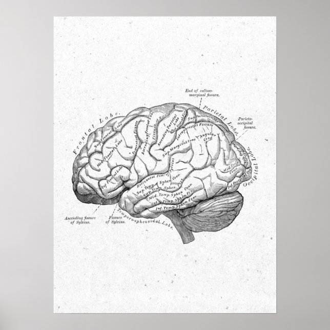 Antique Anatomie Poster vintage de cerveau (Devant)