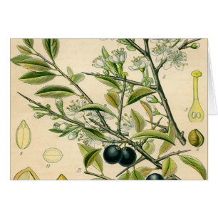 Antique Blackthorn Botanique Imprimé Fleur Berry