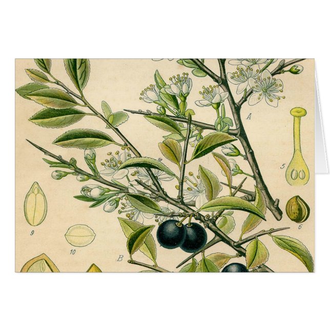 Antique Blackthorn Botanique Imprimé Fleur Berry (Devant horizontal)