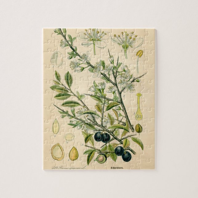 Antique Blackthorn Botanische Print Blume Berry (Vertikal)
