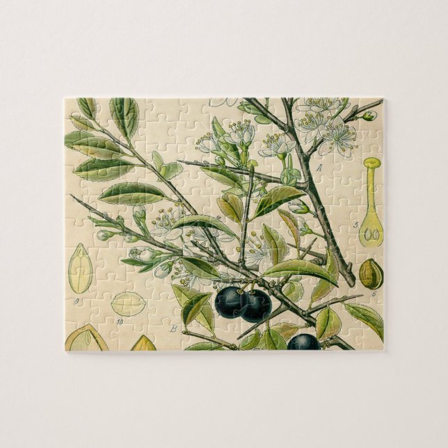 Antique Blackthorn Botanische Print Blume Berry (Horizontal)