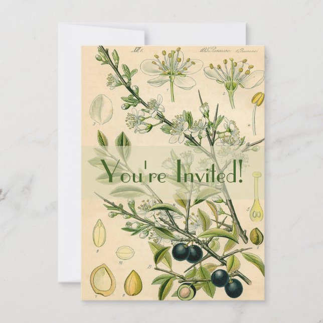Antique Blackthorn Botanische Print Blume Berry Einladung (Vorderseite)