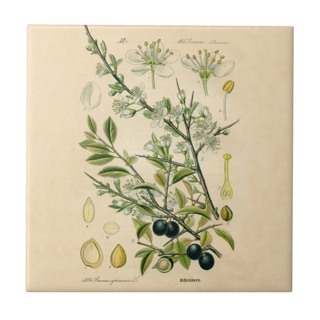 Antique Blackthorn Botanische Print Blume Berry Fliese (Vorderseite)
