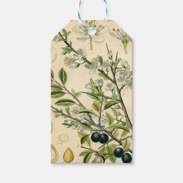 Antique Blackthorn Botanische Print Blume Berry Geschenkanhänger (Vorderseite)