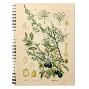 Antique Blackthorn Botanische Print Blume Berry Notizblock