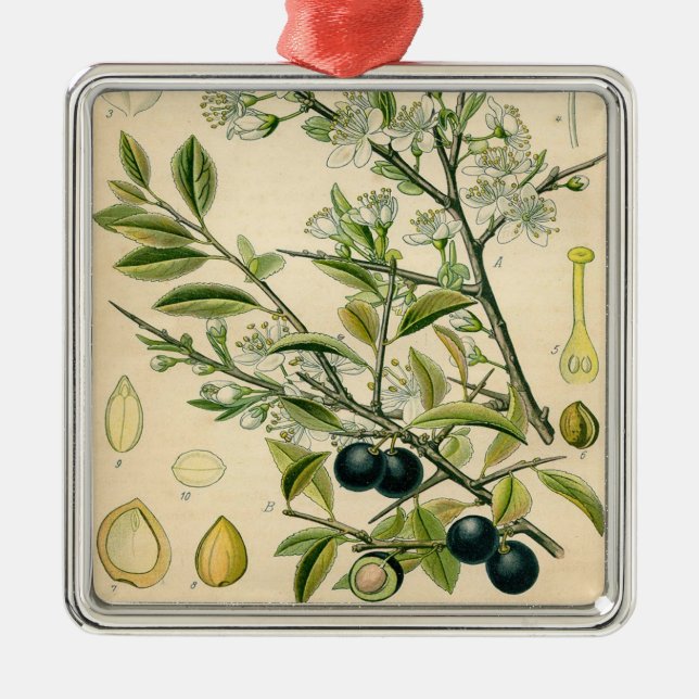 Antique Blackthorn Botanische Print Blume Berry Ornament Aus Metall (Vorne)