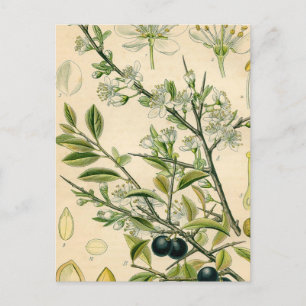 Antique Blackthorn Botanische Print Blume Berry Postkarte