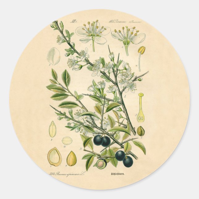 Antique Blackthorn Botanische Print Blume Berry Runder Aufkleber (Vorderseite)