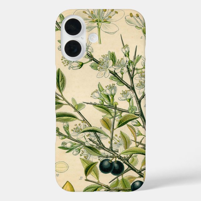Antique Blackthorn Botanische Print Blume Berry title_seo2 (Rückseite)
