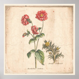 Antique Botanique Imprimer Poster Bachelors Bouton