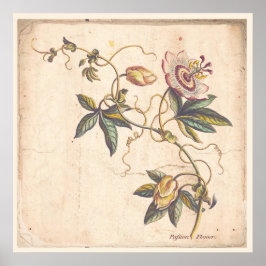 Antique Botanique Imprimer Poster Passion Fower
