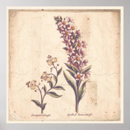 Antique Botanique Imprimer Poster Purple Loosestri