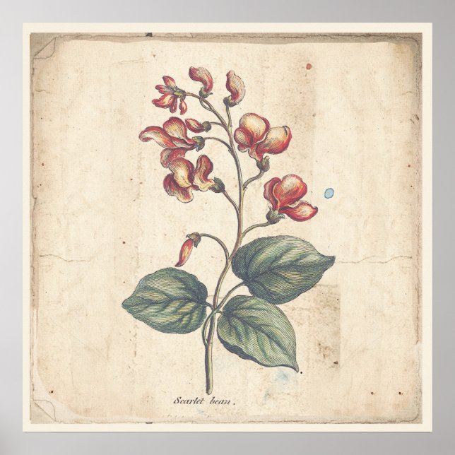 Antique Botanique Imprimer Poster Scarlet Runner B (Devant)