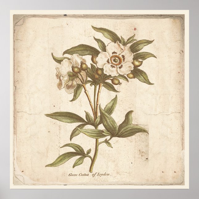 Antique Botanique Poster Cistus, Rose de rock (Devant)