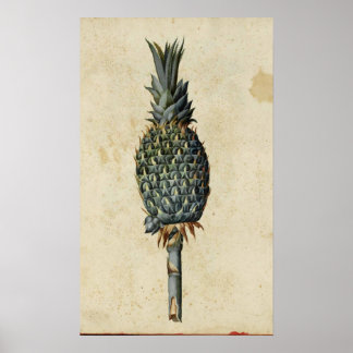 Antique Botany Poster - Ananas