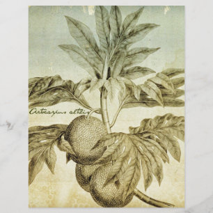 Antique Breadfruit Artocarpus Altilis