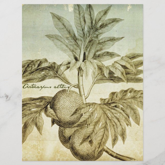 Antique Breadfruit Artocarpus Altilis (Vorderseite)