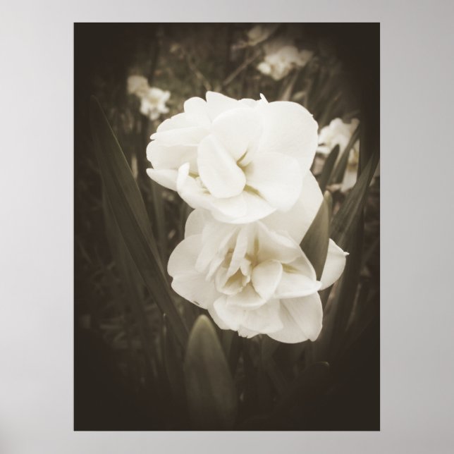 Antique Daffodil Print Poster (Vorne)