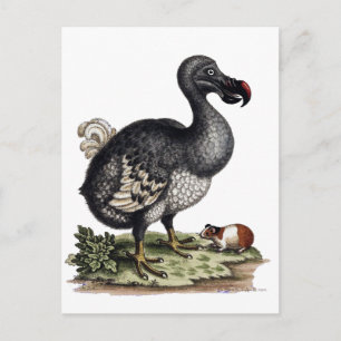 Antique Dodo Bird und Guinea Pig Postkarte