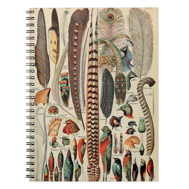 Antique Feather Bird Animal Wild Art Notizblock (Vorderseite)