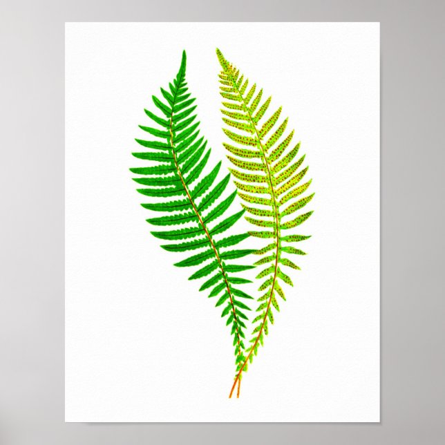 Antique Fern Print No.4 Grüne Natur Botanische Kun Poster (Vorne)