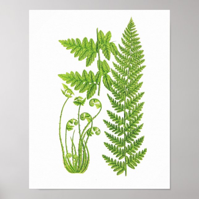 Antique Fern Print No.7 Grüne Natur Botanische Kun Poster (Vorne)