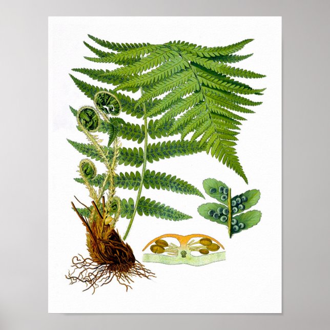 Antique Fern Print No.8 Grüne Natur Botanische Kun Poster (Vorne)