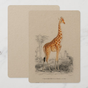 Antique Giraffe Naturgeschichte Orbigne Einladung