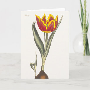 Antique gravure d'une carte de voeux rouge Tulip