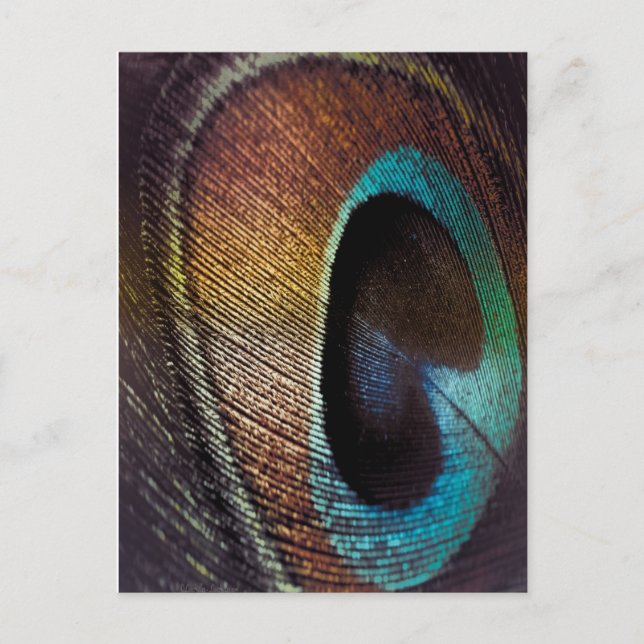 Antique Hues Peacock Federauge Auge Postkarte (Vorderseite)