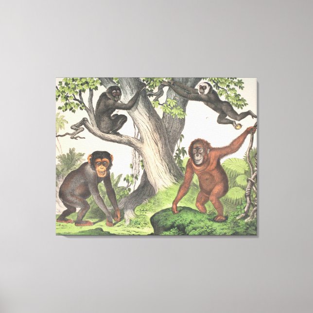 Antique Monkeys in Dschungeldrucken Leinwanddruck (Vorderseite)