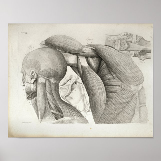 Antique Neck Schultermuskeln Medizinische Printwer Poster (Vorne)