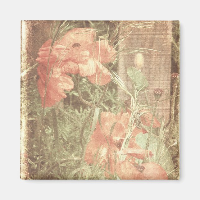 Antique Poppies Magnet (Vorne)