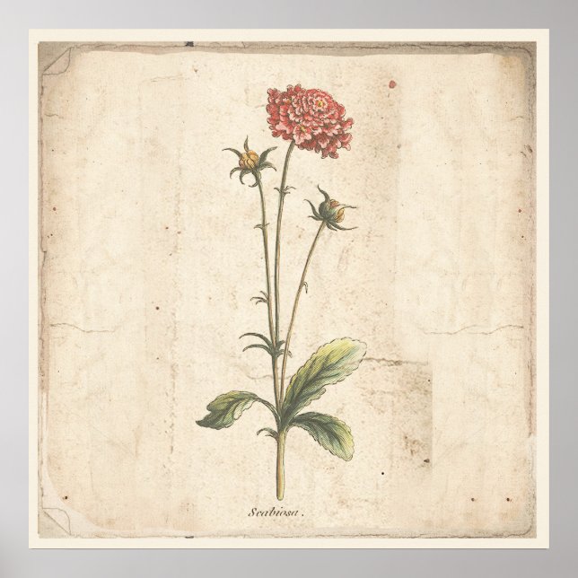Antique Poster Botanique Pincushion Fleur (Devant)