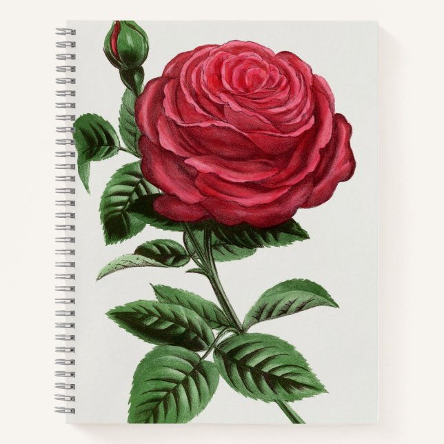 Antique Rose Lithograph, François-Frédéric Grobon Notizbuch (Vorderseite)