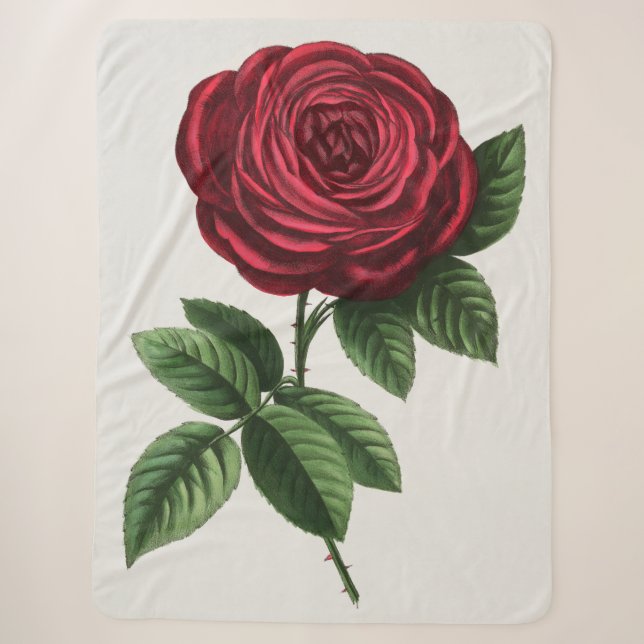 Antique Rose Lithograph, François-Frédéric Grobon Sherpadecke (Vorderseite)